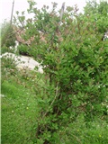 puzavac lonciera